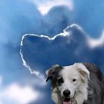 Charky  von Heinsberg